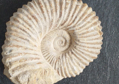 Guided Fossil Walks